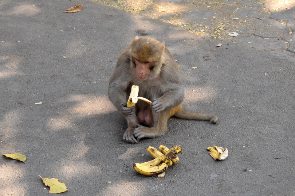 Mammal Fauna Vertebrate Macaque