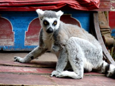 Mammal Lemur Fauna Primate