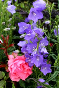 Plant Flower Bellflower Family Bellflower