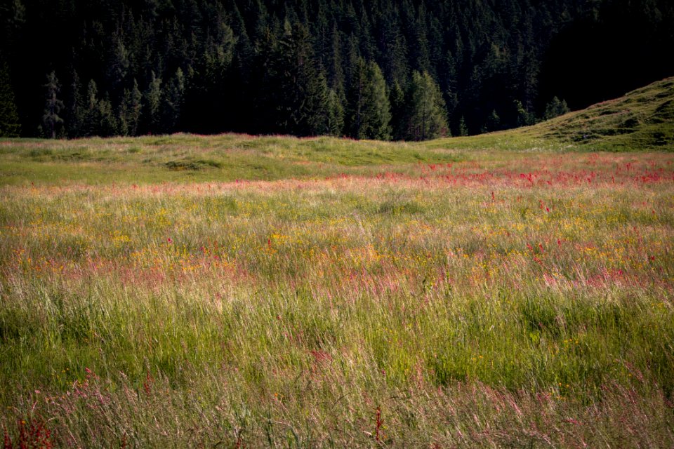 Grassland Ecosystem Vegetation Meadow
