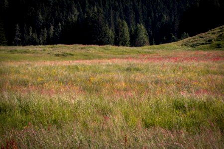 Grassland Ecosystem Vegetation Meadow