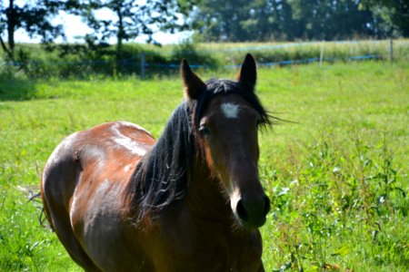 Horse Pasture Mane Bridle