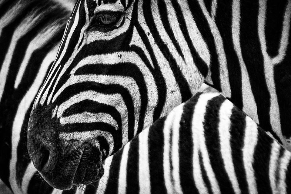 Africa safari mammal