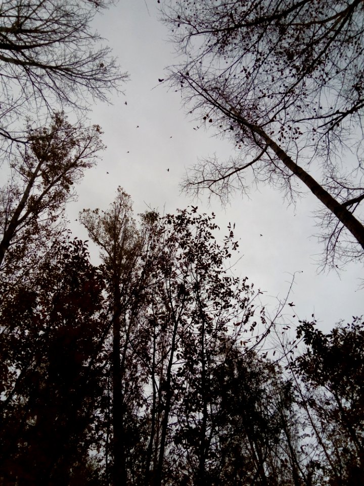 Sky Tree Branch Nature