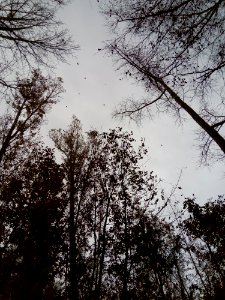 Sky Tree Branch Nature photo