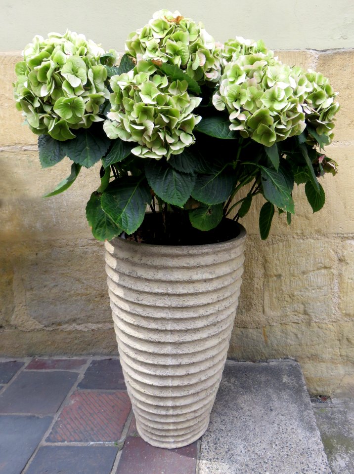 Plant Flower Flowering Plant Flowerpot photo