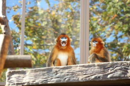 Fauna Mammal Primate Macaque photo
