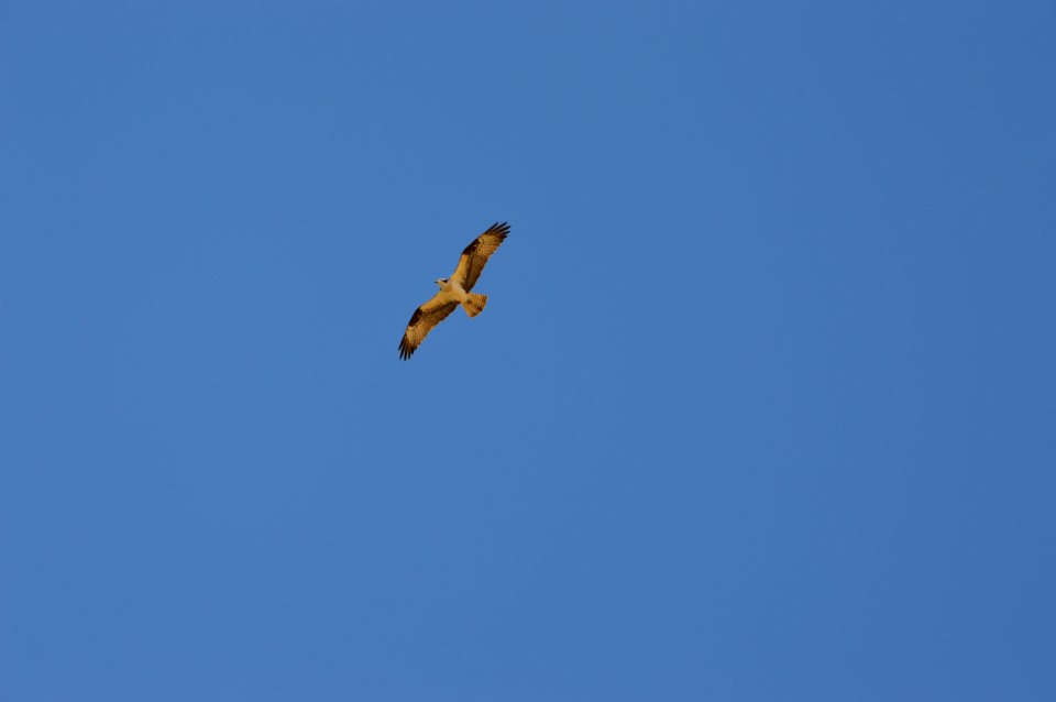 Sky Bird Flight Bird Of Prey