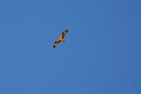 Sky Bird Flight Bird Of Prey