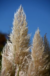 Sky Grass Family Phragmites Plant photo