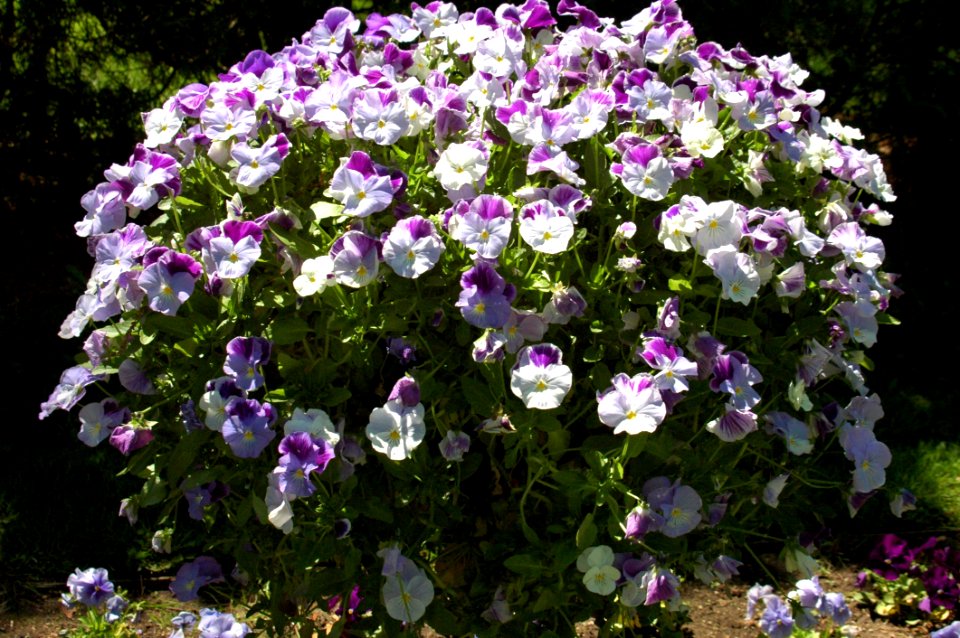 Flower Plant Flowering Plant Flora