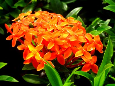 Flower Plant Flora Orange photo