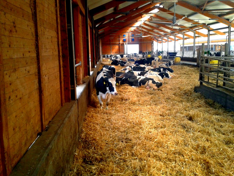 Stall Stable Farm Cattle Like Mammal