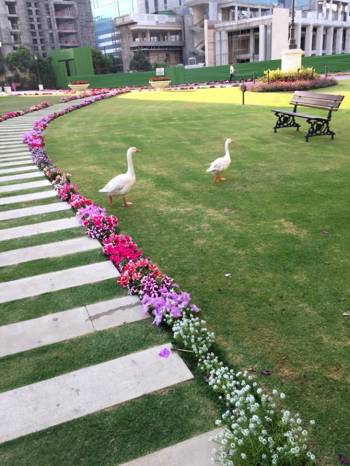 Lawn Grass Garden Plant
