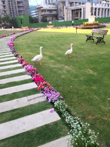 Lawn Grass Garden Plant