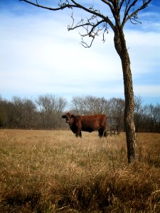 Cattle Like Mammal Tree Grassland Prairie