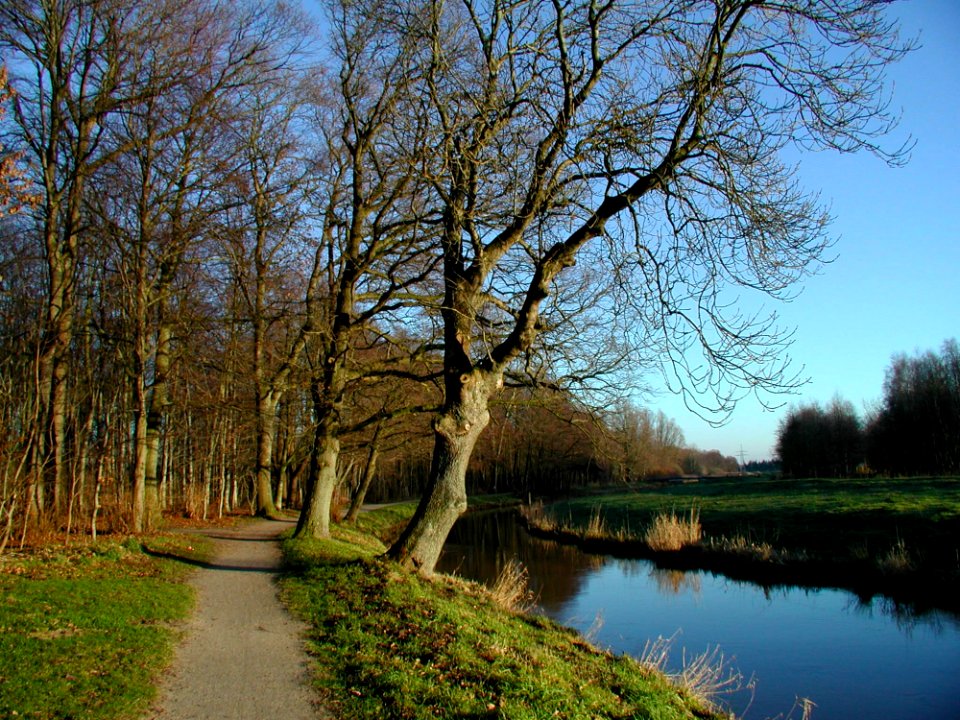 Tree Waterway Water Nature