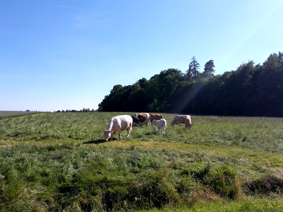 Pasture Grassland Grazing Nature Reserve