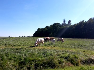 Pasture Grassland Grazing Nature Reserve photo