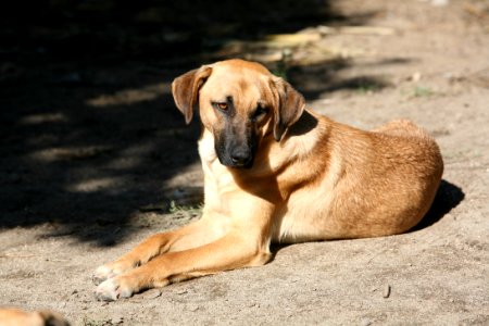 Dog Dog Breed Dog Like Mammal Broholmer photo