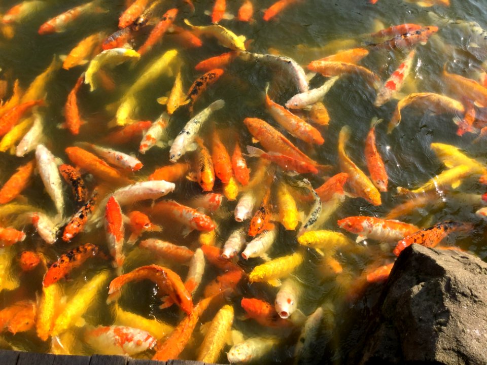 Koi Fish Pond Fish Pond photo