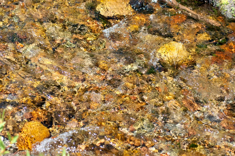 Rock Seaweed Water Reef
