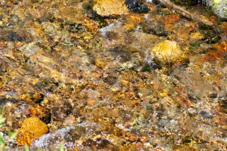 Rock Seaweed Water Reef