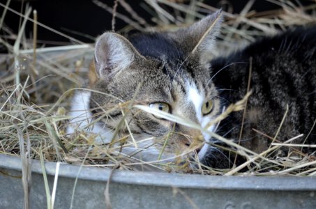 Cat Fauna Whiskers Small To Medium Sized Cats photo