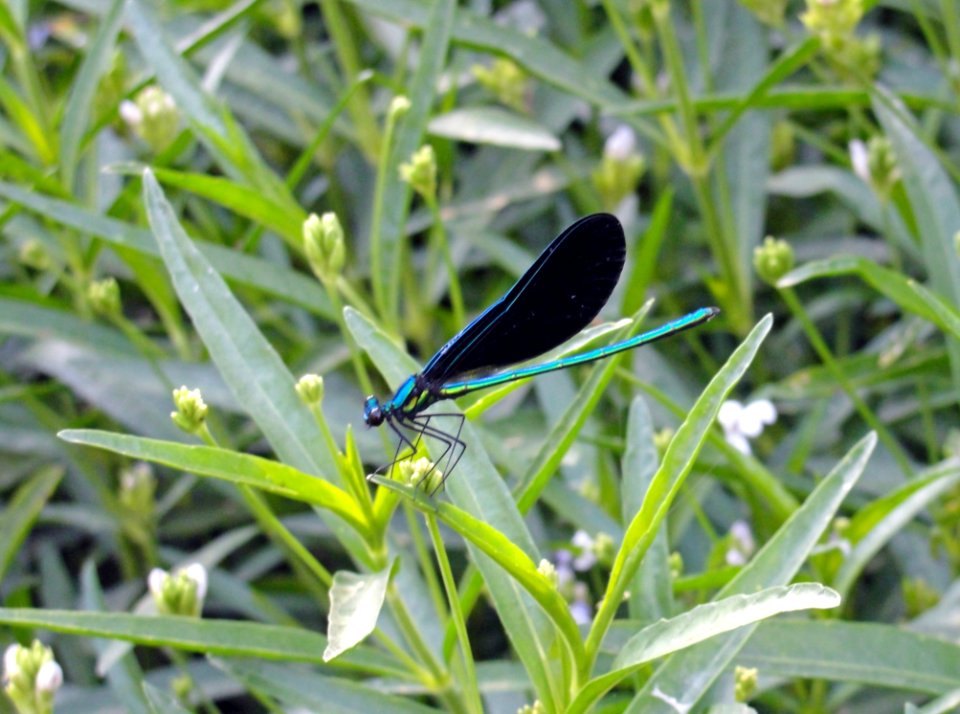 Insect Invertebrate Dragonflies And Damseflies Dragonfly