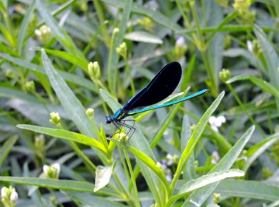 Insect Invertebrate Dragonflies And Damseflies Dragonfly photo