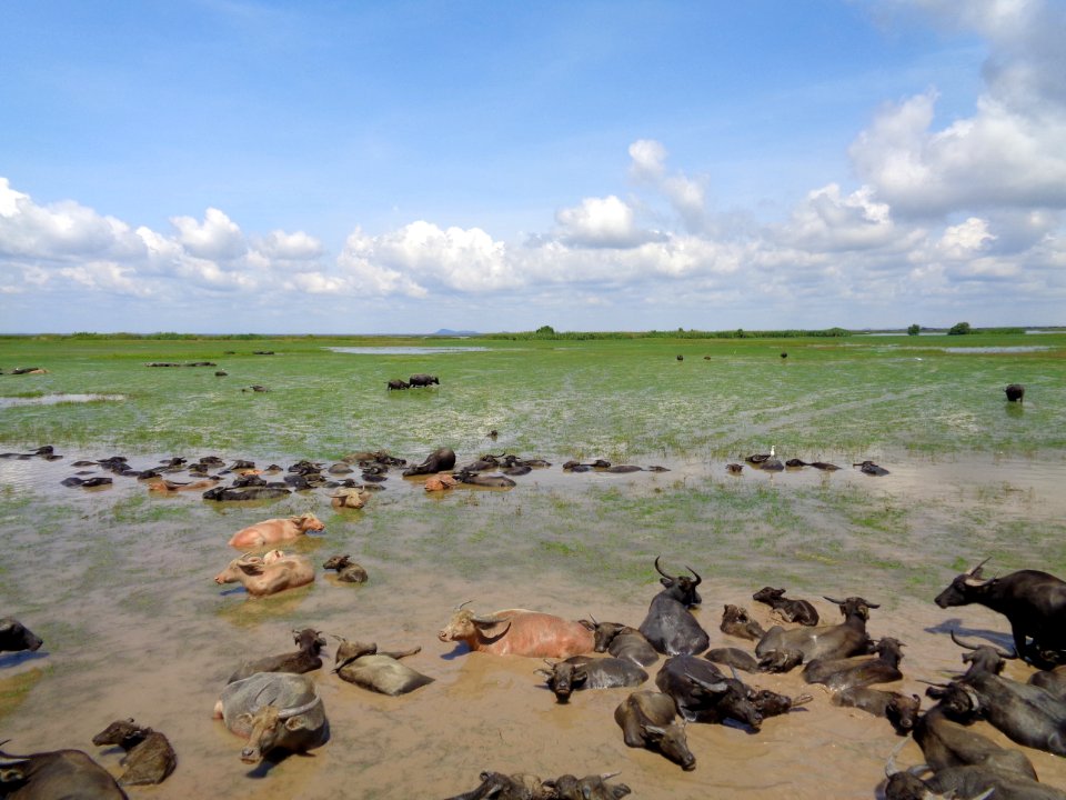 Shore Coast Herd Sky