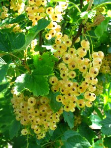 Plant Fruit Currant Berry