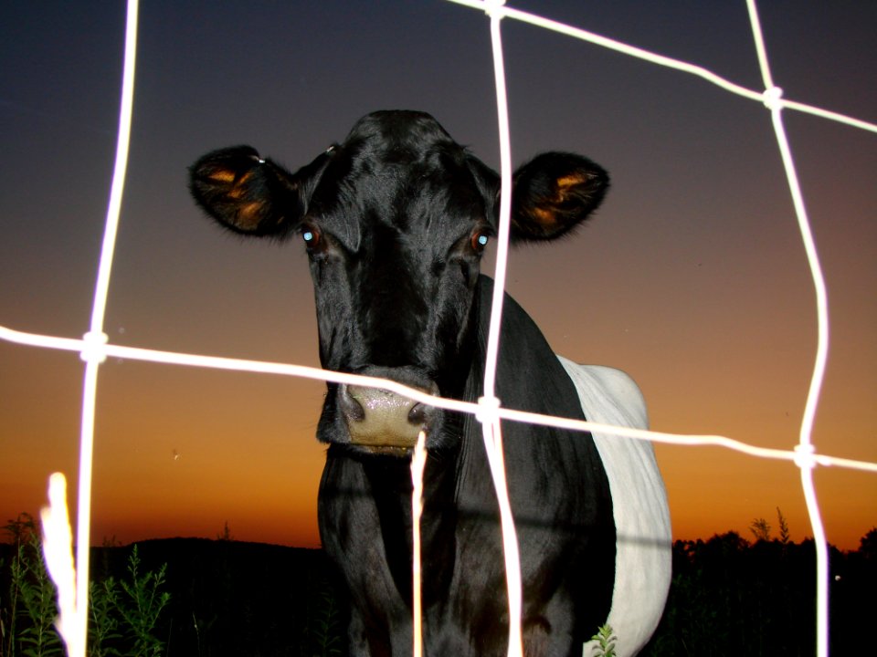 Dairy Cow Cattle Like Mammal Light Dairy