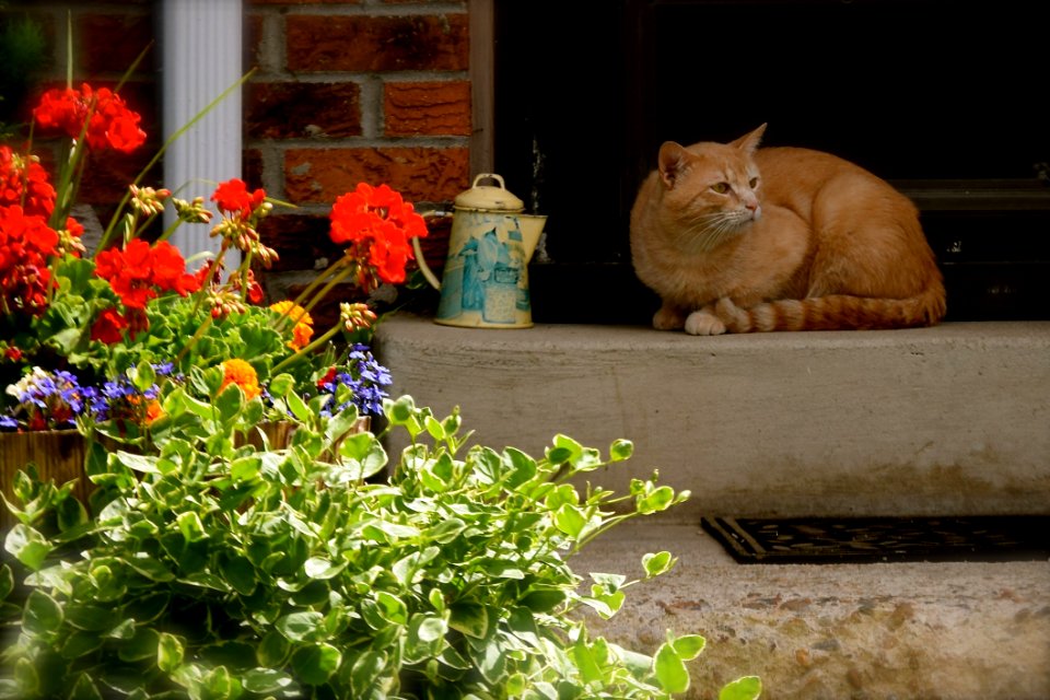 Cat Plant Flower Small To Medium Sized Cats
