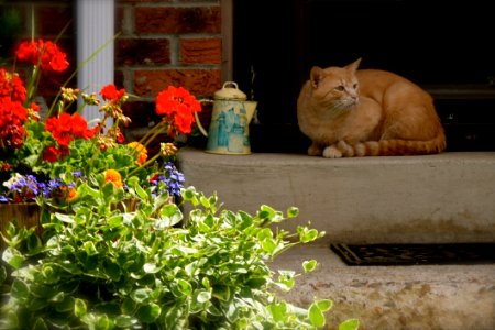 Cat Plant Flower Small To Medium Sized Cats