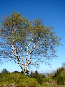 Tree Sky Woody Plant Ecosystem