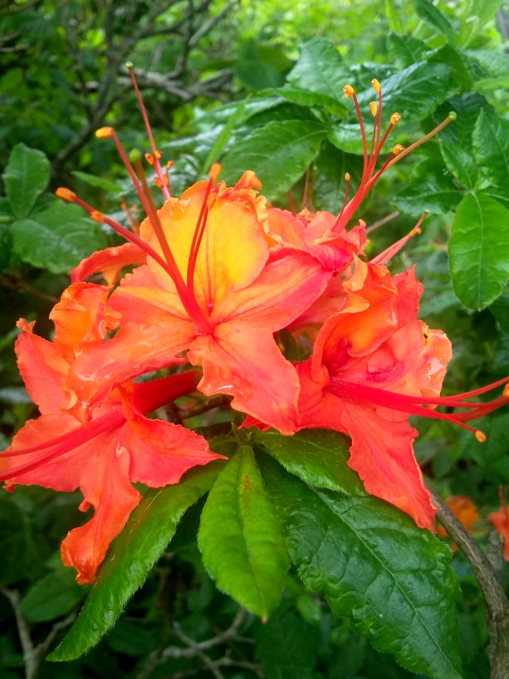 Flower Plant Flowering Plant Flora