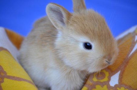 Rabbit Mammal Domestic Rabbit Fauna