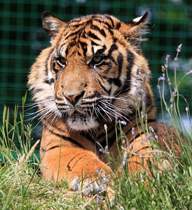Cub tiger cub cute photo