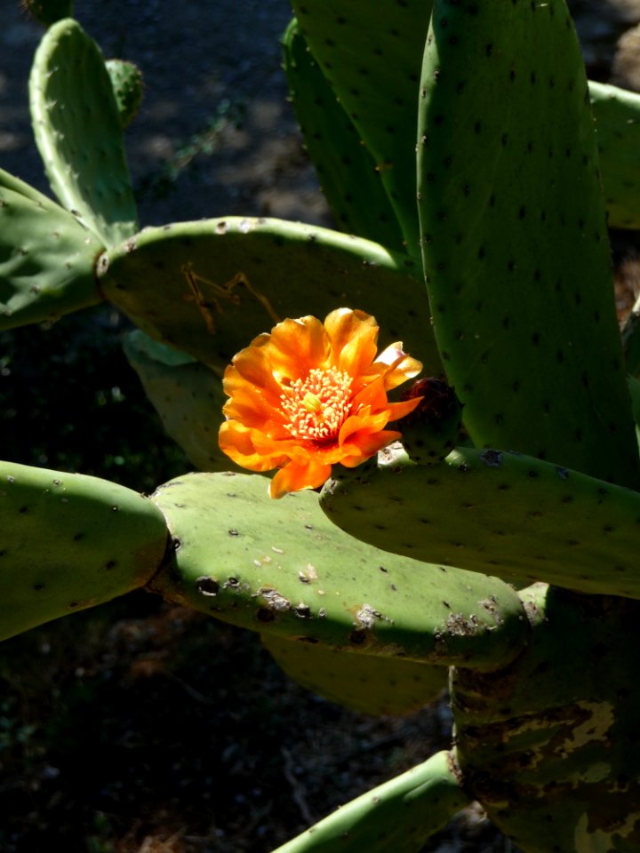 Plant Cactus Flowering Plant Flora