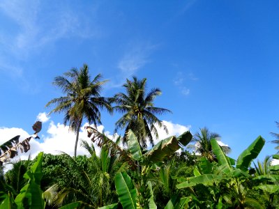 Sky Vegetation Tree Palm Tree