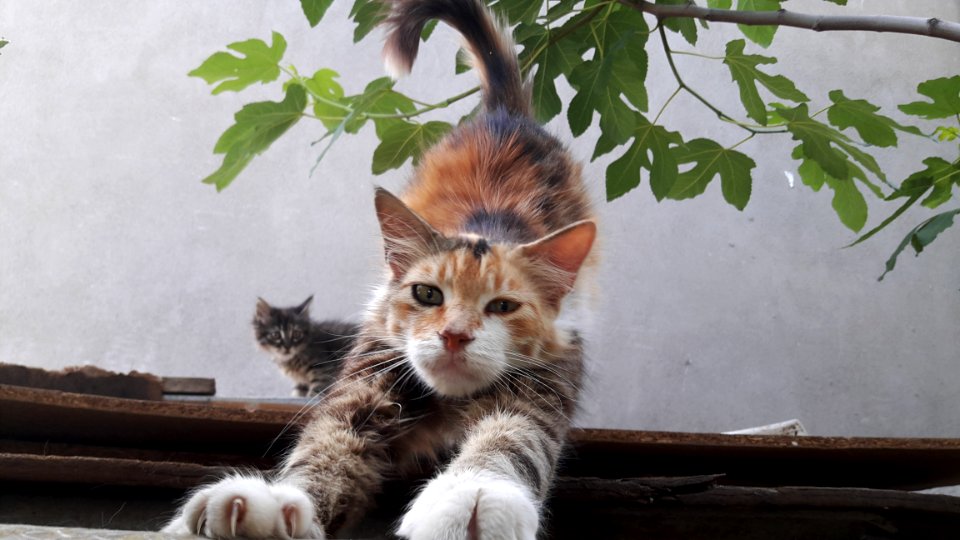 Cat Small To Medium Sized Cats Fauna Cat Like Mammal photo
