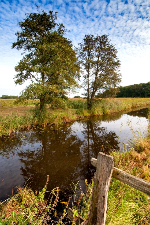 Reflection Water Nature Tree