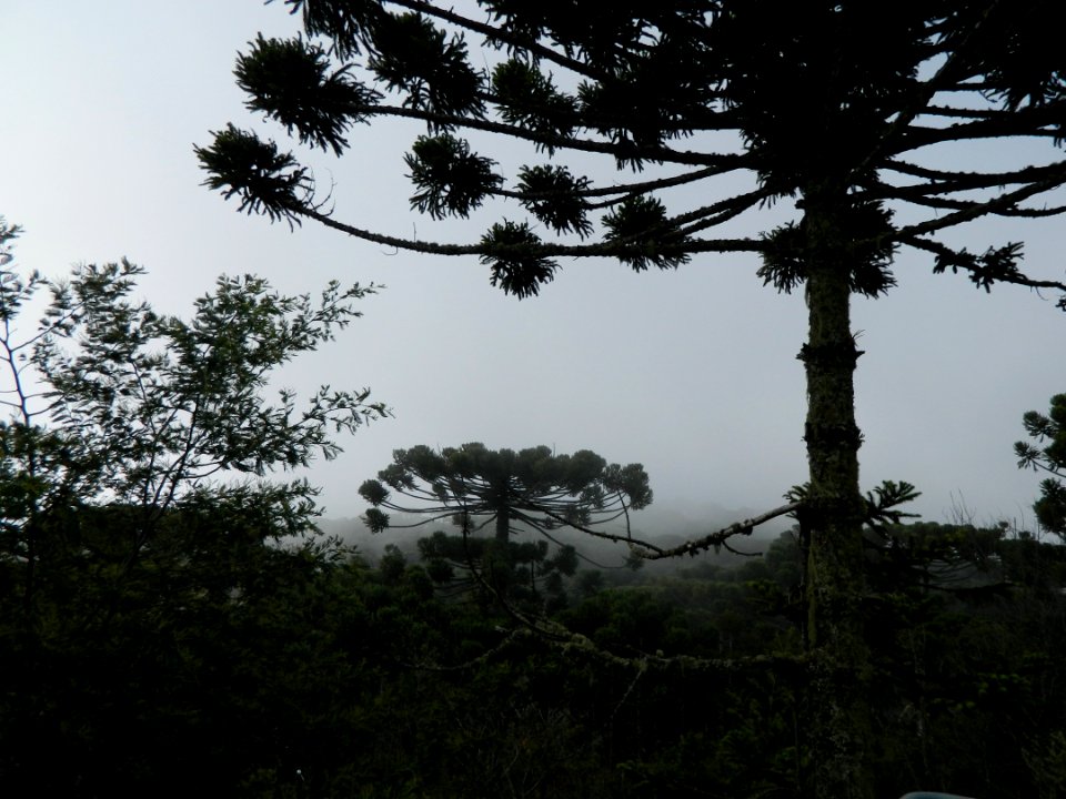 Tree Vegetation Sky Woody Plant photo