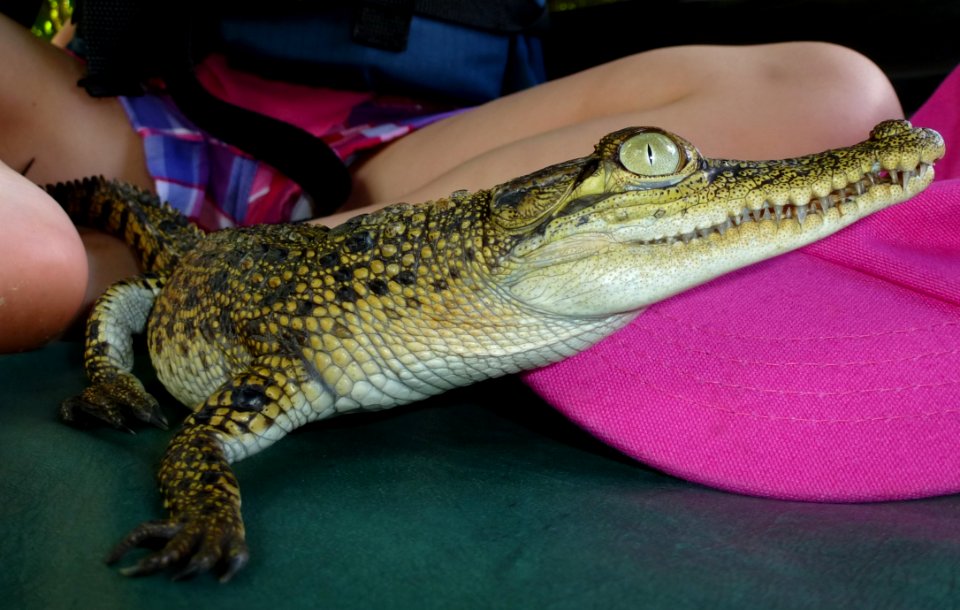 Crocodilia Reptile Crocodile Nile Crocodile