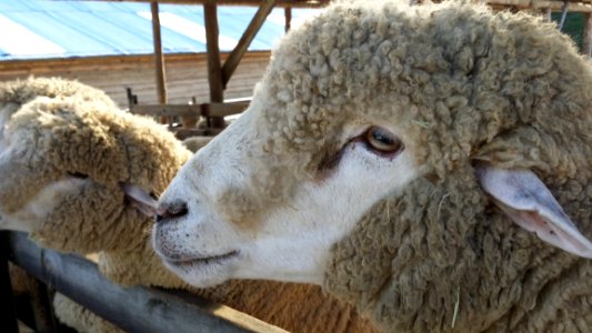 Sheep Cow Goat Family Livestock Horn