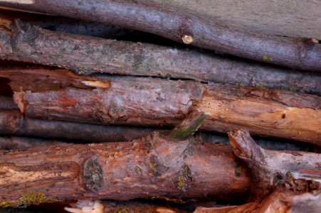Wood Trunk Tree Lumber
