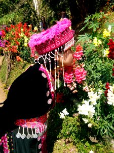 Flower Pink Plant Flowering Plant photo