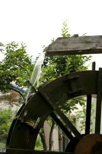 Tree Plant Grass Outdoor Structure