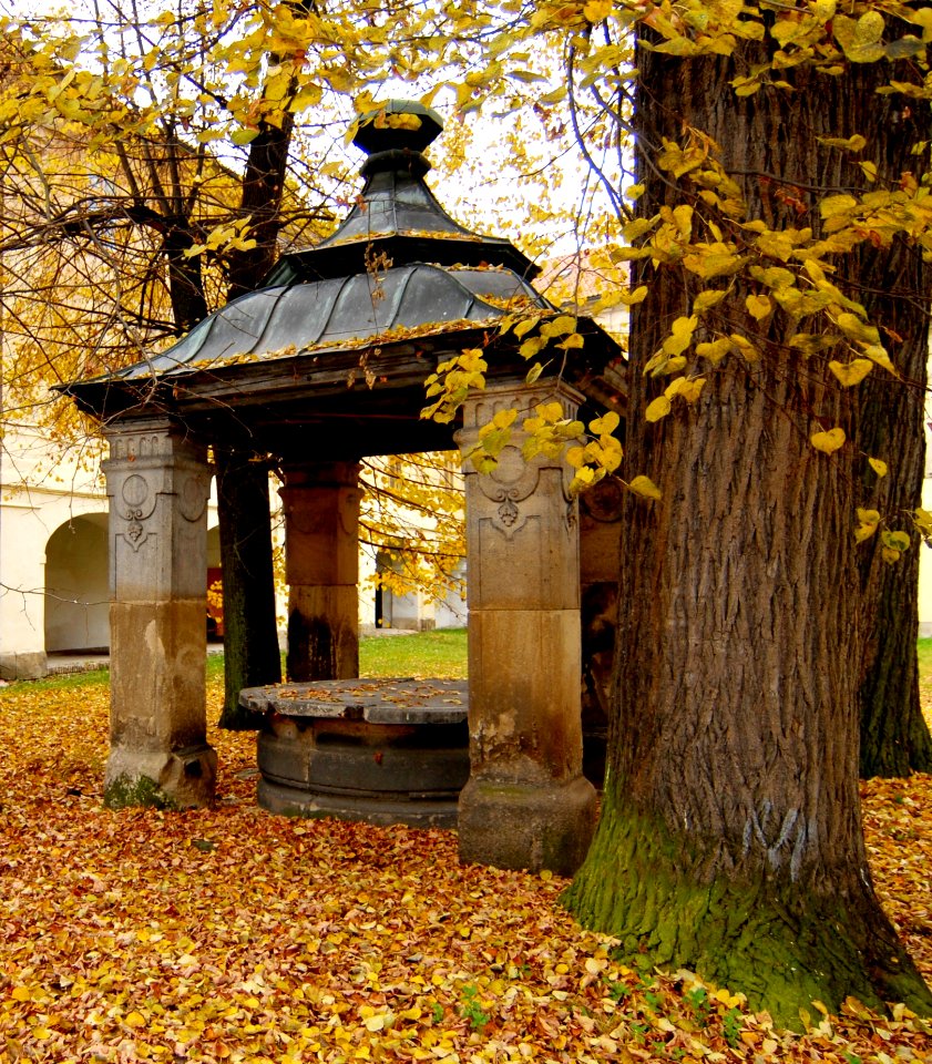 Nature Leaf Tree Autumn